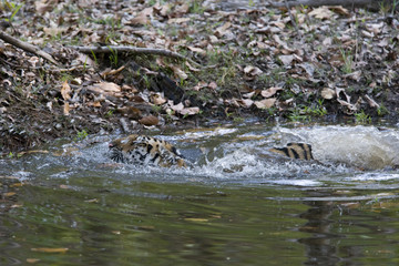 Junger Tiger geht ins Wasser