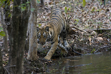 Fototapeta na wymiar Junger Tiger geht ins Wasser