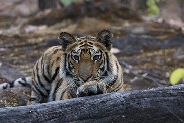Fototapeta na wymiar Tiger beobachtet die Beute