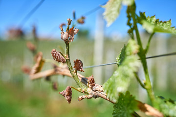 Spring frost damage in vineyard.
Grapes frost damage. Frost Grape by slight frost winter injury.