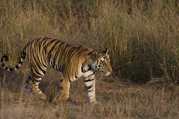 Tiger durchstreift das Grasland