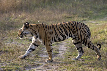Tiger durchstreift das Grasland