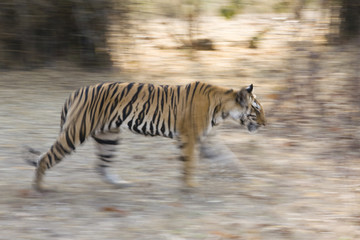 Fototapeta na wymiar Tiger rennt in den Wald