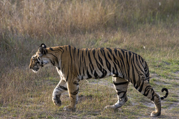 Fototapeta premium Tiger durchstreift das Grasland