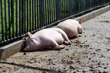 Pigs at rest ....