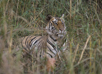 Tiger beobachtet die Umgebung