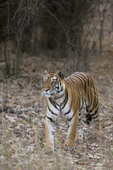 Fototapeta na wymiar Tiger kommt aus dem Dschungel