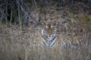 Tiger liegt im Dschungel