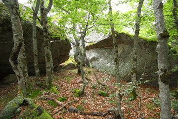 Forest of beech tree and granite bloc in Pyrenees, France