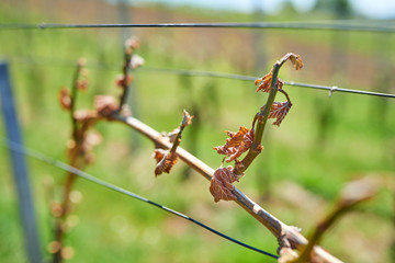 Spring frost damage in vineyard.
Grapes frost damage. Frost Grape by slight frost winter injury.
