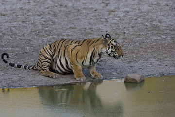 Fototapeta premium Tiger trinkt an einem Wasserloch