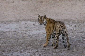 Tiger an einem Wasserloch