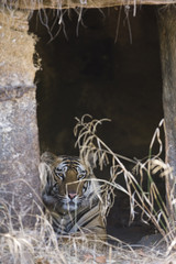 Tiger in einem alten Tempel