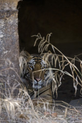 Tiger in einem alten Tempel