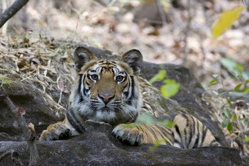 Tiger beobachtet die Beute