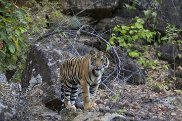 Tiger zwischen den Felsen