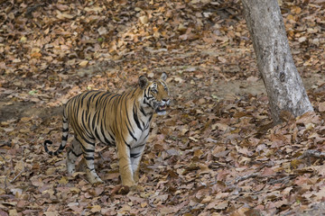 Tiger durchstreift den Wald