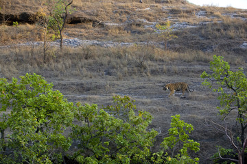 Dominanter Tiger durchstreift sein Revier
