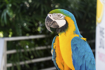 Macaw parrot in yellow and blue.