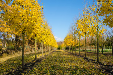 Fototapeta premium Herbstlicher Ahorn in der Baumschule