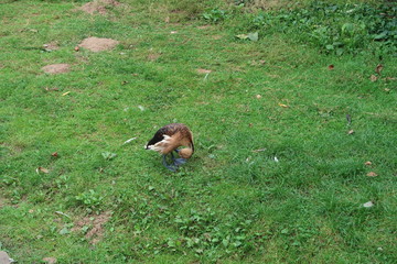 Fulvous whistling duck