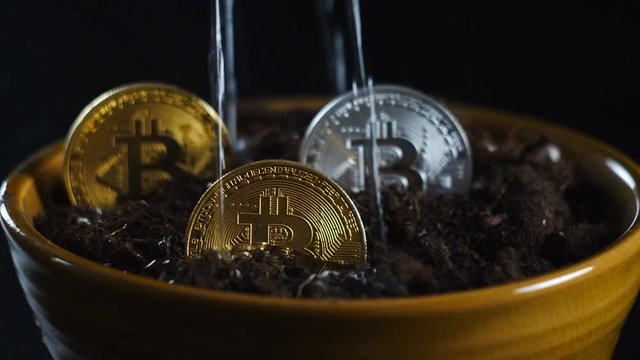 Watering of bitcoins in a pot.