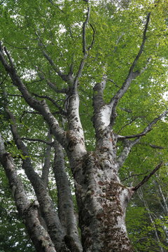 Trunk of beech tree in Pyrenees, France