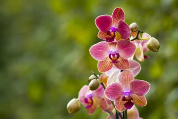 Crédence de cuisine en verre imprimé Orchidée Belle orchidée rose - phalaenopsis