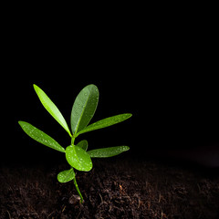 Freshness leaves of Alexandrian laurel young plant