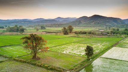 Obraz premium Rice field in Thailand