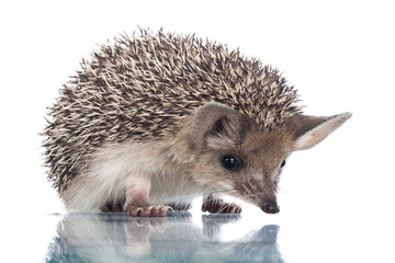 little hedgehog isolate on white