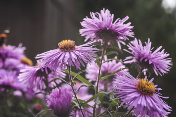 Obraz premium Vintage Aster flowers blooming in garden summer time.