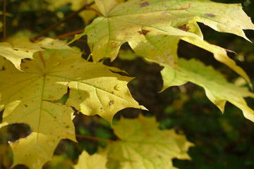 colorful leaf in autumn with dew drops