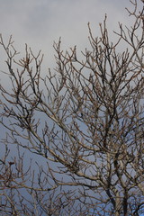 branch and bud of tree in winter