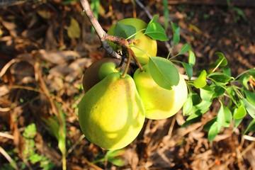 Four pears