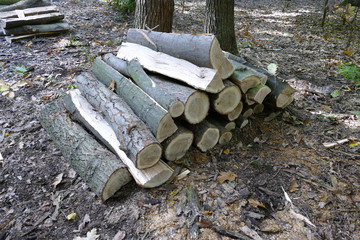 pieces of wood cut in the forest