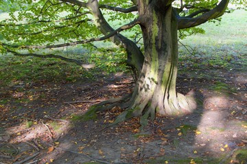 hiking in an autumn forest