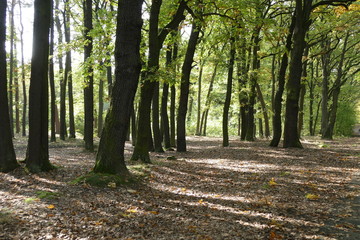 Fototapeta na wymiar hiking in an autumn forest