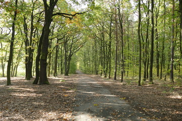 Obraz premium hiking in an autumn forest