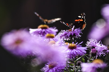 Butterflies pollinating the asters violet, summer in the garden.