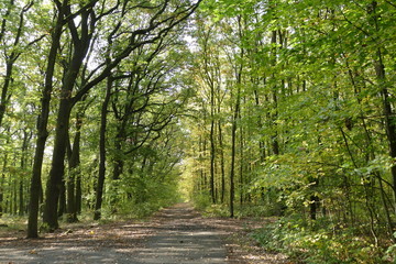 Fototapeta premium hiking in an autumn forest