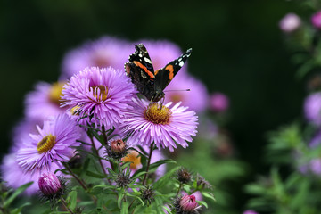 Butterflies pollinating the asters violet, summer in the garden.