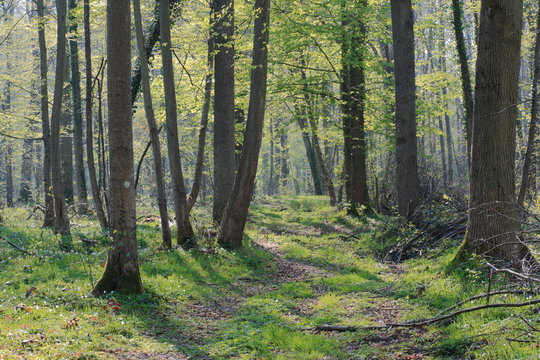 Spirng forest in Aisne, Picardie in north of France