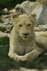 White lioness