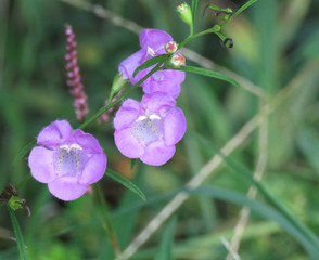 Salvia azurea ssp. grandiflora, purple flowers in a meadow, wildflowers in the grass