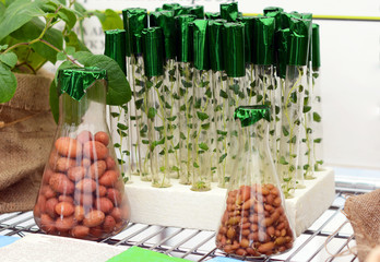 Selection of potatoes. Growing potatoes without GMOs in the greenhouse