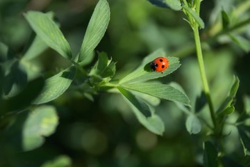 Ladybug