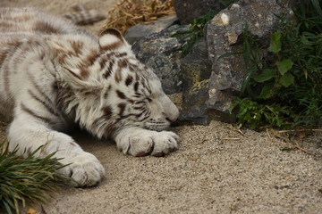 White tiger cub