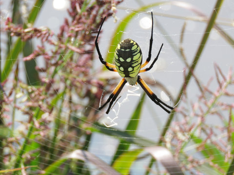 Zipper spider, garden spider, large spider with black and yellow body in a colorful summer field