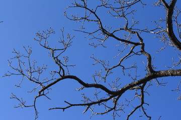 branch and bud of tree in winter
